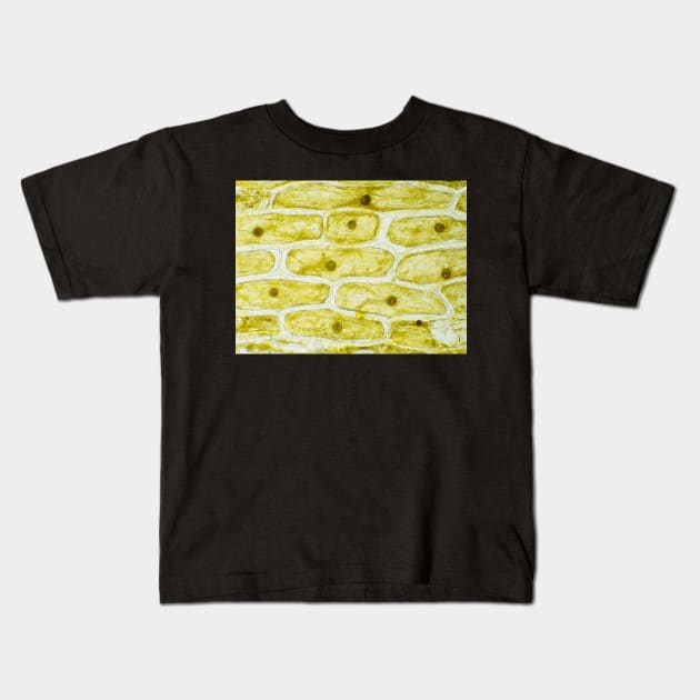 Onion skin cells under the microscope Kids T-Shirt by SDym Photography